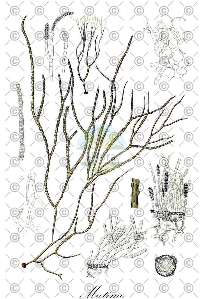 HistAbb_EMP_14601_SRC_Schlechtendal_FLORAD_SIMPLE | Historische Abbildung von Mutimo - Cutleriaceae (0) | Historical Illustration of Mutimo - Cutleriaceae (0)