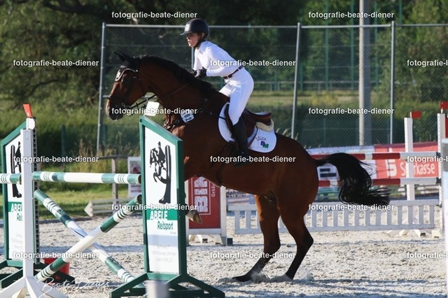 OHT 2022 Röhlingen (175) | Fotografie, Tiere, Hunde, Katzen, Pferde, Sportfotografie, Fotosession, Tierfotografie, Turnierfotografie, Fotografin, Fotograf - Realisiert mit Pictrs.com