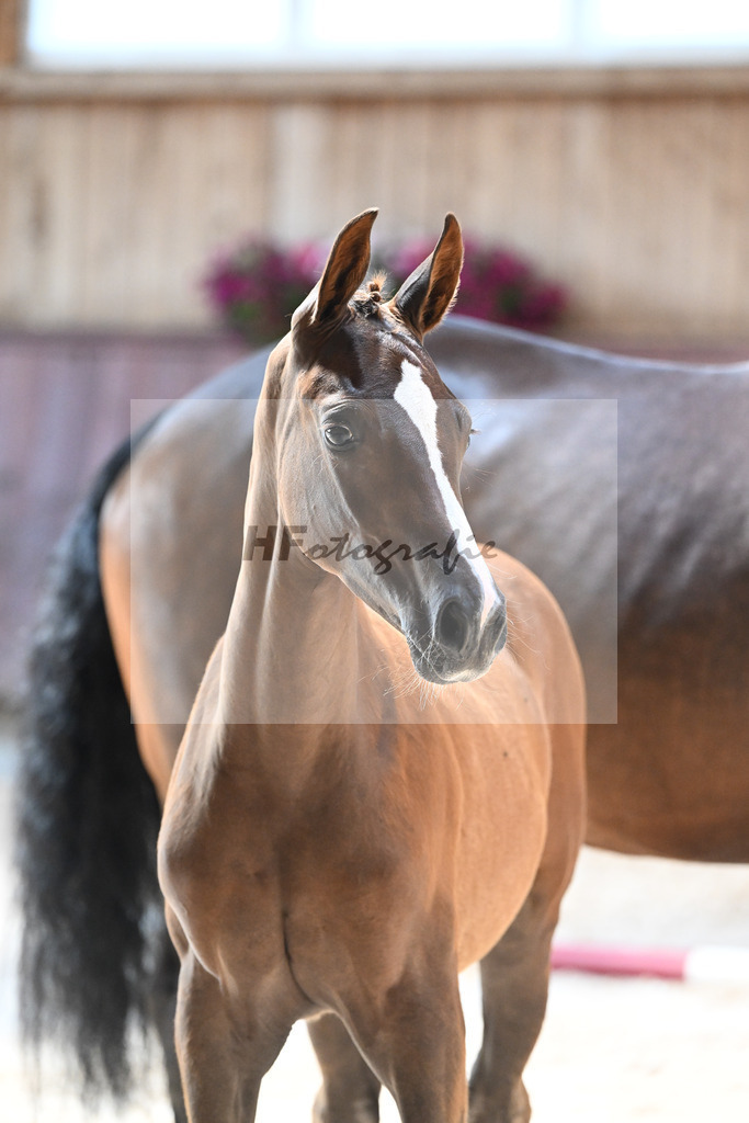 Kat-Nr. 13 SF Bon Coeur x Mochito_Zunterer_32240513 | hf-fotografie - Realisiert mit Pictrs.com