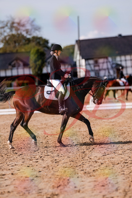 2026_10_03_Siefer-Hof_125510_Z81_43896530 | Professionelle Reitsport-, Turnier- und Eventfotografie von Robert Broda. Galerien mit ausgewählten und bearbeiteten Bildern direkt online ansehen und bestellen.