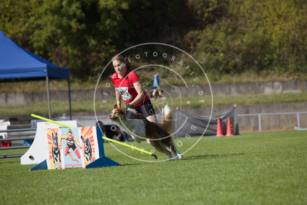 0L8A8377 | Hundefotografie, Tierfotograf, Pfotenfotografie, Fotoshooting Hund, Hunde Portrait, Hundesport, Hundeportraits, Heideshooting, Hunde, Sportfotograf, Hundefotograf, Turnierhundsport, THS,  - Realisiert mit Pictrs.com