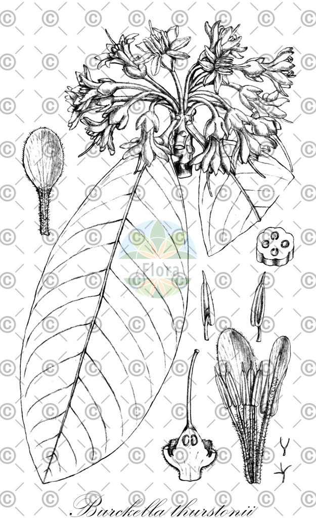 HistAbb_wfo-0000575976_1_ENZY_Simple | Historische Abbildung von Burckella thurstonii - Sapotaceae | Historical Illustration of Burckella thurstonii - Sapotaceae