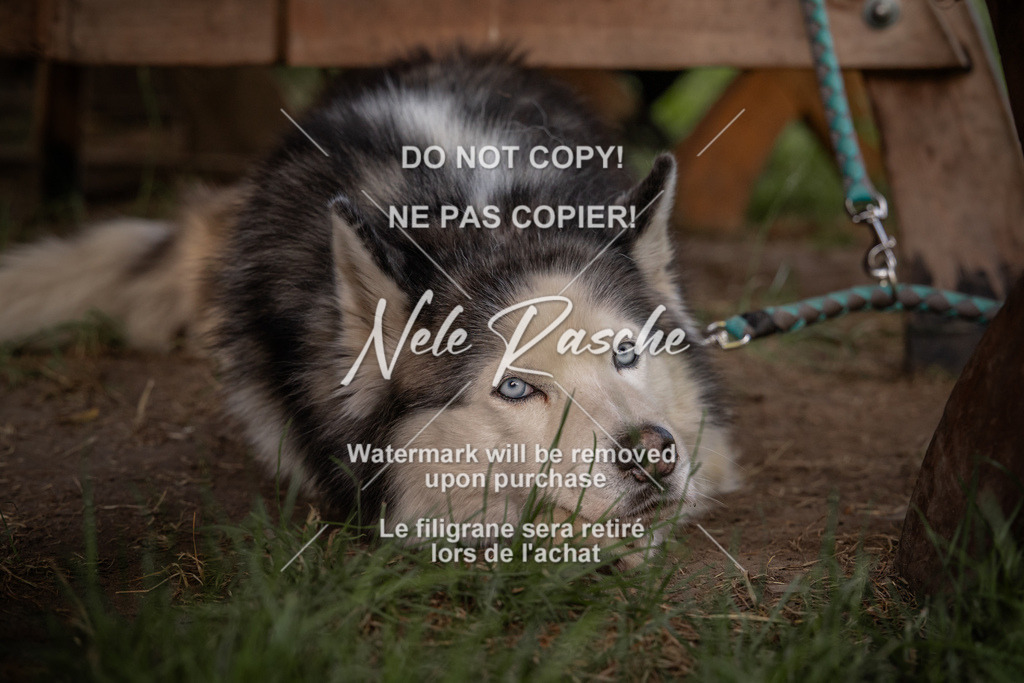 nelerasche_DoN_252 | nelerasche