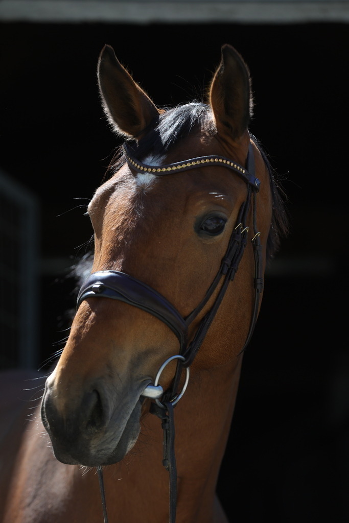 0P6A8904 | Willkommen bei Brunnmayr - Design & Fotografie – Ihrem Spezialisten für Reitturniere und Pferdeveranstaltungen in Oberösterreich, Salzburg und Bayern! Seit über 17 Jahren sind wir leidenschaftlich dabei.