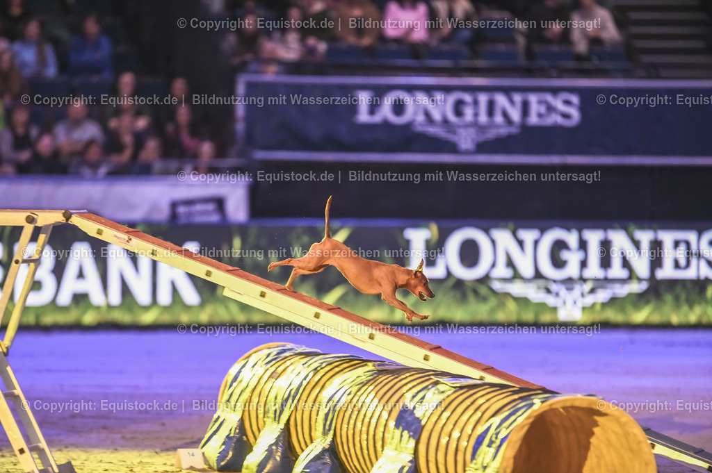 20231115_Dog-Agility_0040_TOMsPiC | Foto: Thomas Hartig