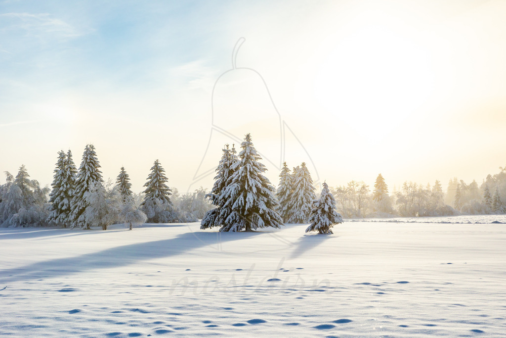   Zurück      Foto     Leinwand     Alu-Dibond     Holzdruck     Jahreskalender 2024     Forex-Fotodruck     Acrylglas     Download     Fotogeschenke     Postkarte  Hier Ausschnitt wählen  Was ist das?  Hier Format wählen:  9x13 cm 4,33 €  10x15 cm 4,56 | Neutrales Winterfoto mit Wiesenfichten im Schnee und mit Schnee bedeckt - Realisiert mit Pictrs.com