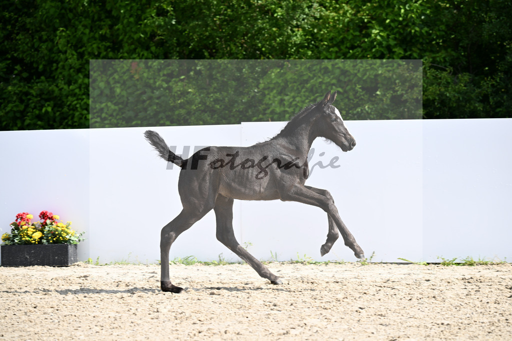 Diamant van Klapscheut Z x Catoki_SF_Regele_13250403 | hf-fotografie - Realizzato con Pictrs.com