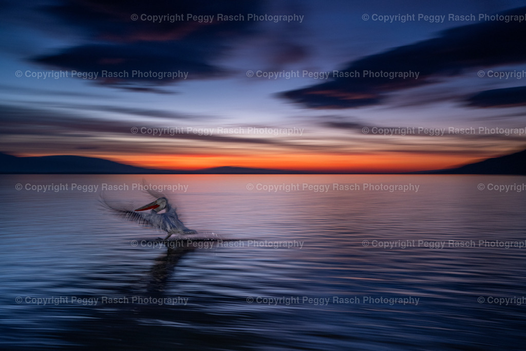 Pelikane_2024_groß next4-26 | PeggyRaschPhotography - Realisiert mit Pictrs.com