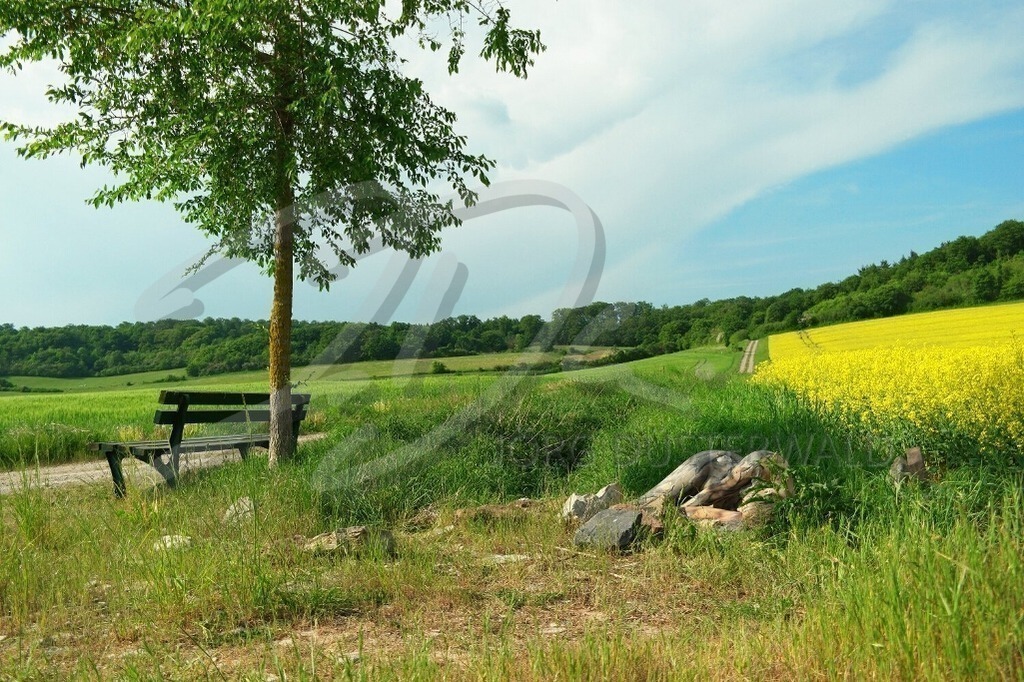 NatureArt-RAPSFELD_4708 | Die Bank am Rapsfeld | #001 | Modell: Katey | Foto: Ann-Kristin Schmidt - Realisiert mit Pictrs.com