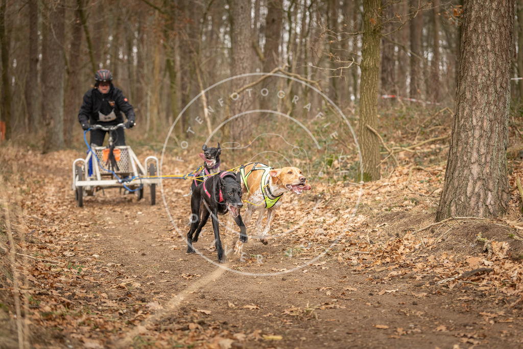 Pfotenfotografie_DV3A8807 | Hundefotografie, Tierfotograf, Pfotenfotografie, Fotoshooting Hund, Hunde Portrait, Hundesport, Hundeportraits, Heideshooting, Hunde, Sportfotograf, Hundefotograf, Turnierhundsport, THS,  - Realisiert mit Pictrs.com