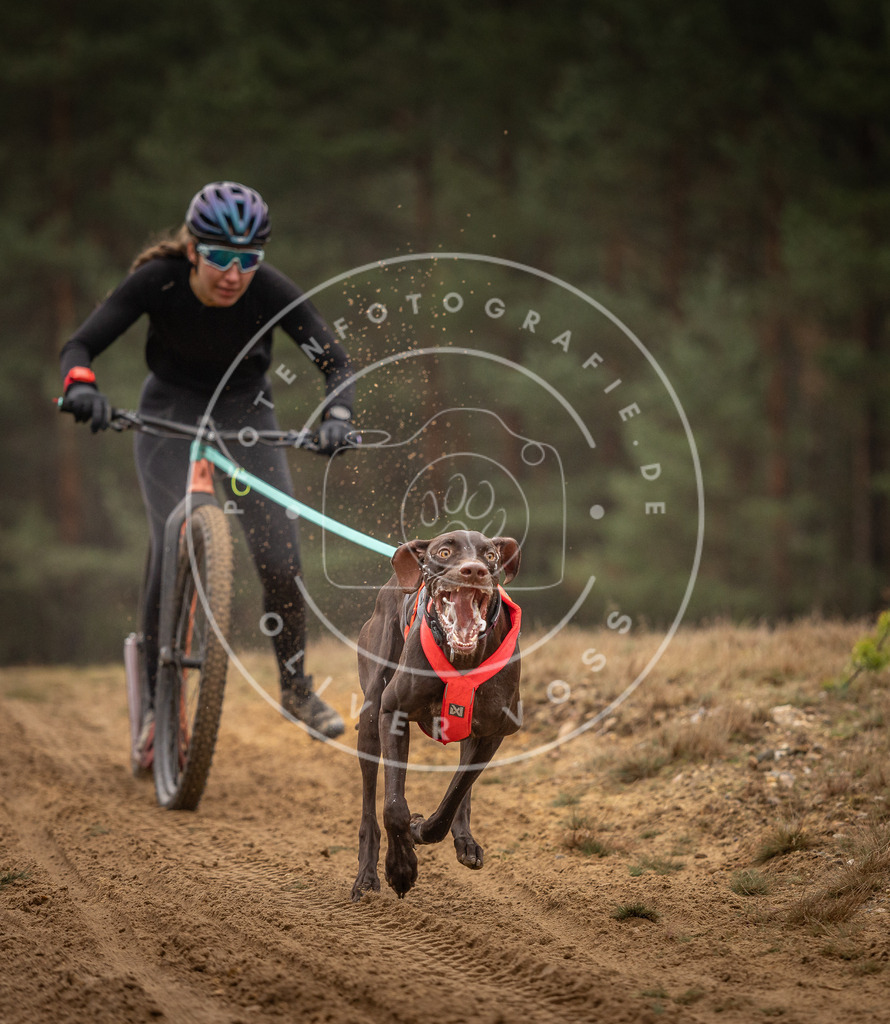 Pfotenfotografie_DV3A4190 | Hundefotografie, Tierfotograf, Pfotenfotografie, Fotoshooting Hund, Hunde Portrait, Hundesport, Hundeportraits, Heideshooting, Hunde, Sportfotograf, Hundefotograf, Turnierhundsport, THS,  - Realisiert mit Pictrs.com