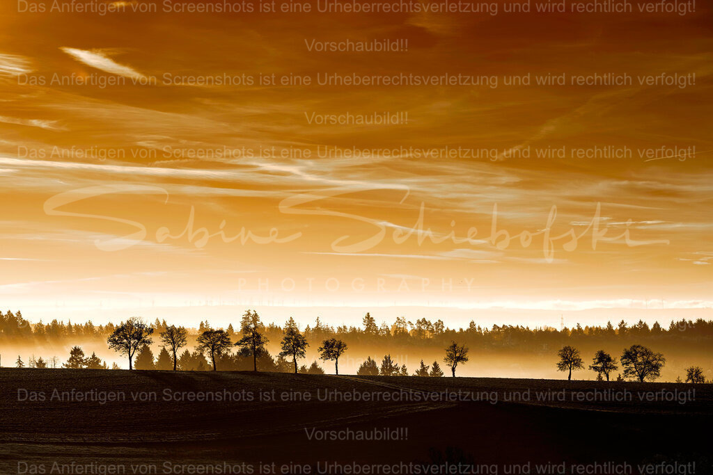 Baumreihe im sanften Licht | Diese stimmungsvolle Baumreihe vermittelt Ruhe, Weite und eine tiefe Verbindung zur Natur. Das sanfte Licht und die harmonische Komposition verleihen dem Motiv eine beruhigende Ausstrahlung, die jeden Raum aufwertet.Ob im Wohnzimmer, Flur oder Büro – dieses Bild bringt eine natürliche Klarheit und zeitlose Eleganz an deine Wand. Als hochwertiger Wanddruck schafft es eine Atmosphäre zum Durchatmen und Ankommen. - Realisiert mit Pictrs.com