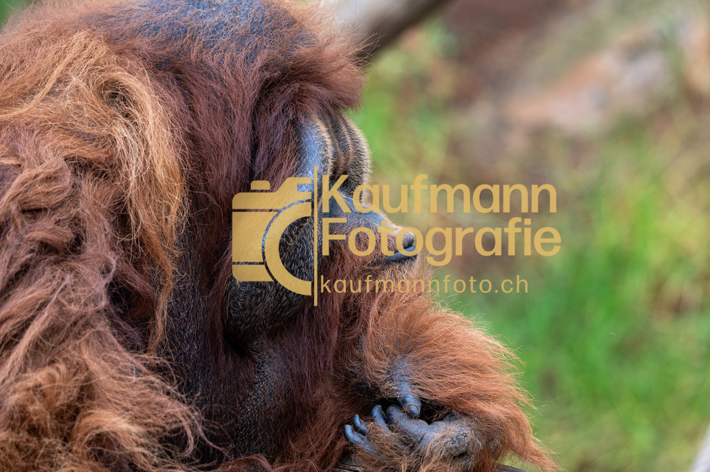 Jungle_Park_def-4392 | kaufmannfoto - Realisiert mit Pictrs.com