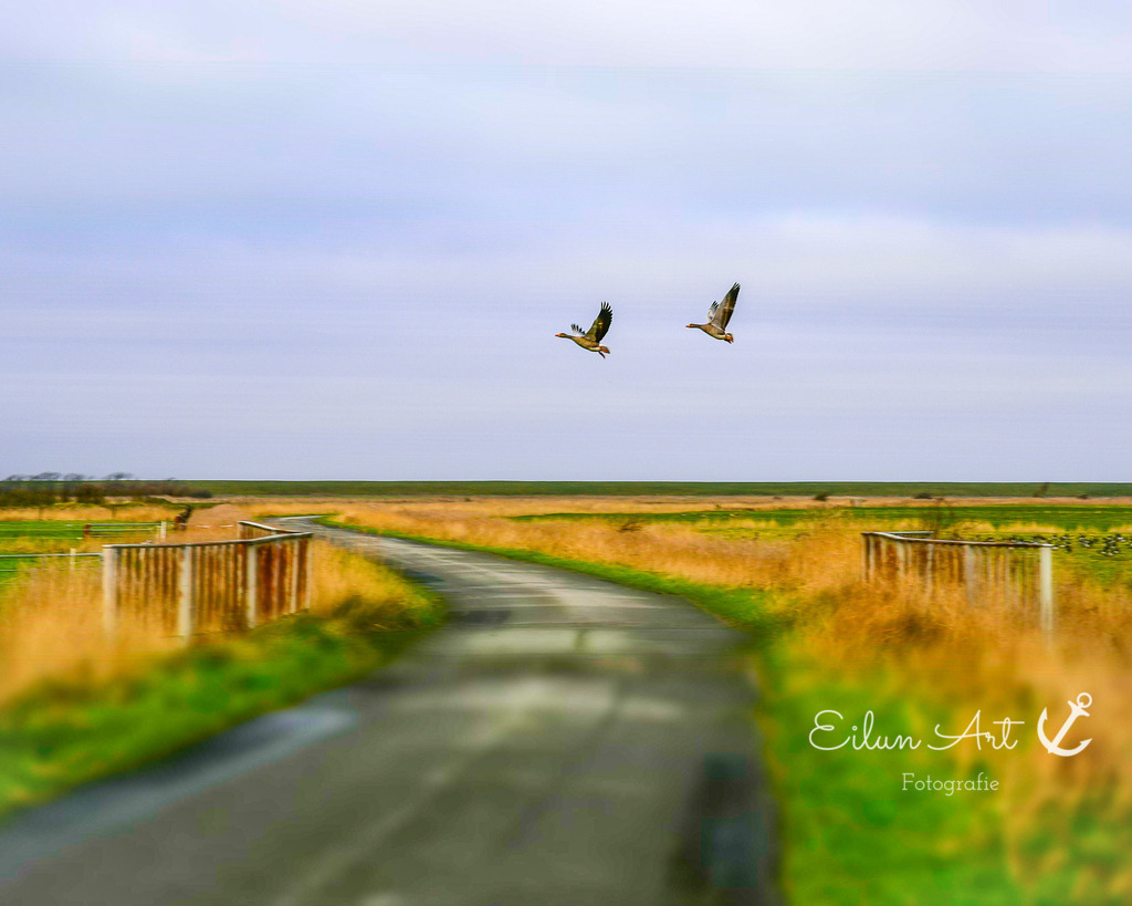 B 163 - Kopie | Oldsum 