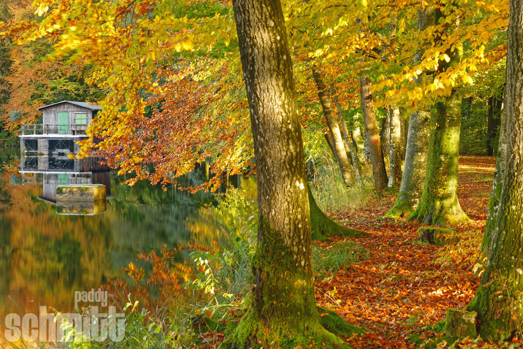 Fischerhütte am Langwuhr-Weiher bei Immenried im Herbst | Die Fischerhütte am Langwuhr-Weiher bei Immenried fügt sich im Herbst wunderbar in die farbenfrohe Landschaft ein. Die bunt gefärbten Bäume rund um den Weiher sorgen für eine besonders stimmungsvolle Atmosphäre. - Realisiert mit Pictrs.com