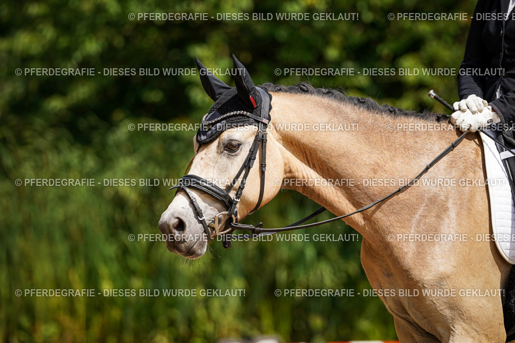 DSC09618 | Pferdegrafie