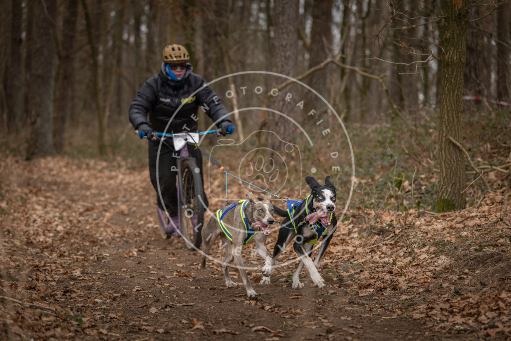 Pfotenfotografie_DV3A6688 | Hundefotografie, Tierfotograf, Pfotenfotografie, Fotoshooting Hund, Hunde Portrait, Hundesport, Hundeportraits, Heideshooting, Hunde, Sportfotograf, Hundefotograf, Turnierhundsport, THS,  - Realisiert mit Pictrs.com