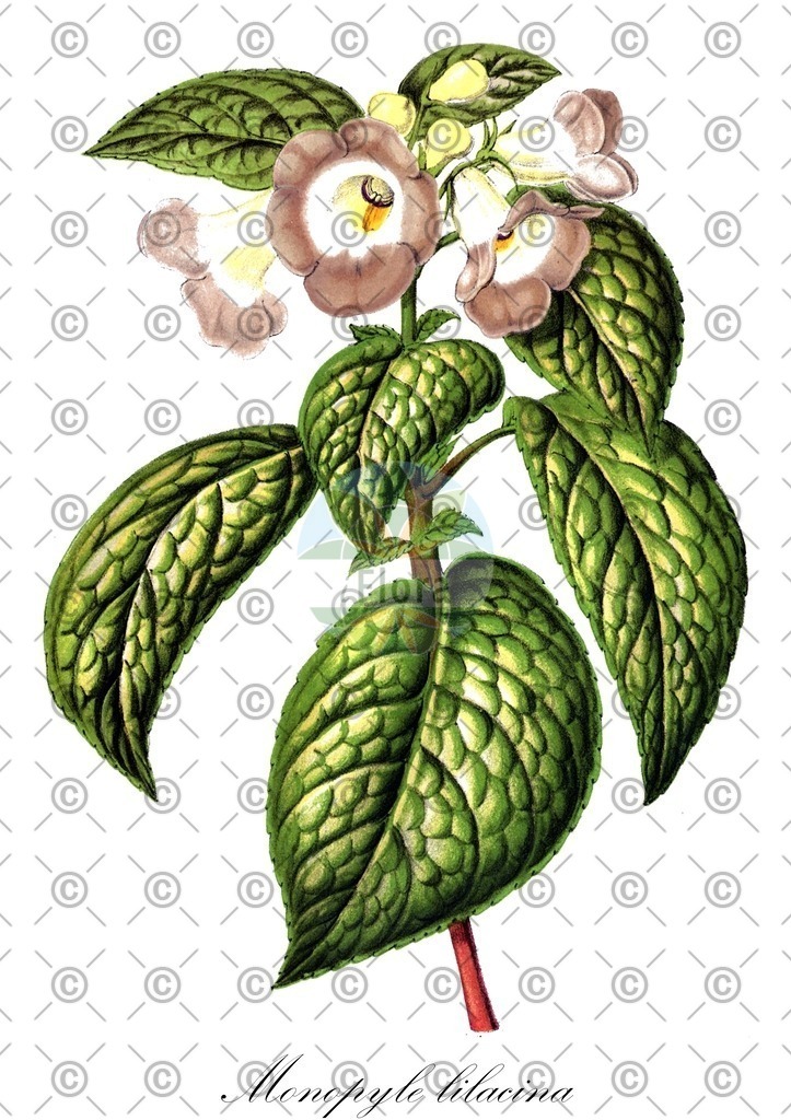 HistAbb_63D8L_1_ENZY_Simple | Historische Abbildung von Monopyle lilacina - Gesneriaceae | Historical Illustration of Monopyle lilacina - Gesneriaceae