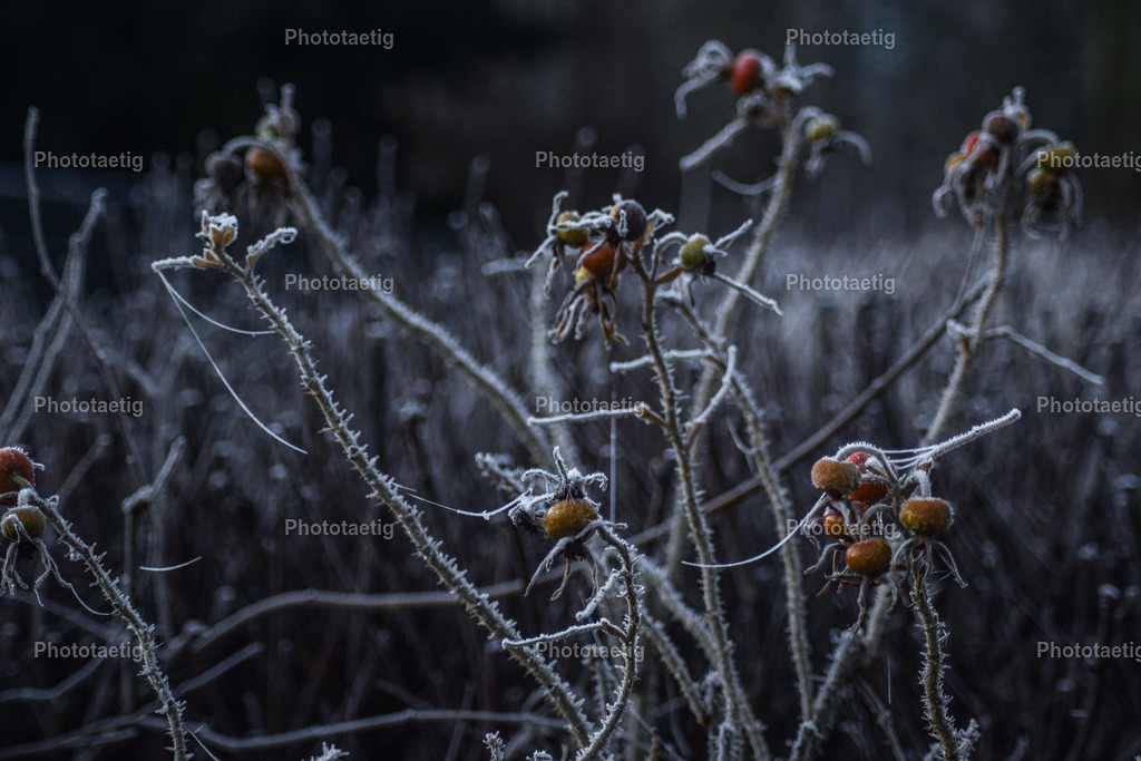 IMG_7392 | phototaetig