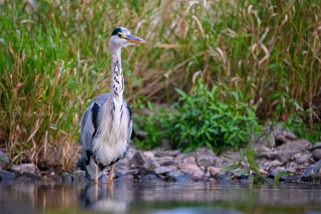 _DSC9310 | foto-rosenfeld
