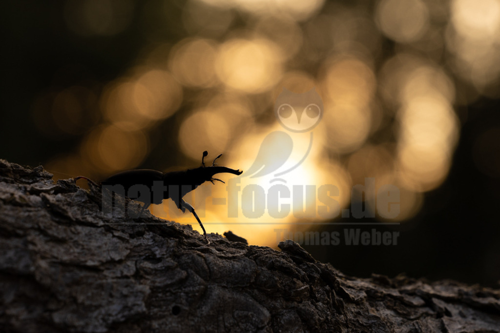 R5NF9525-20230621 | Der Hirschkäfer ist ein Käfer aus der Familie der Schröter. Er gehört zu den größten und auffälligsten Käfern in Europa. Seinen Namen erhielt der Hirschkäfer aufgrund der bei den Männchen geweihartig vergrößerten Mandibeln. - Realisiert mit Pictrs.com