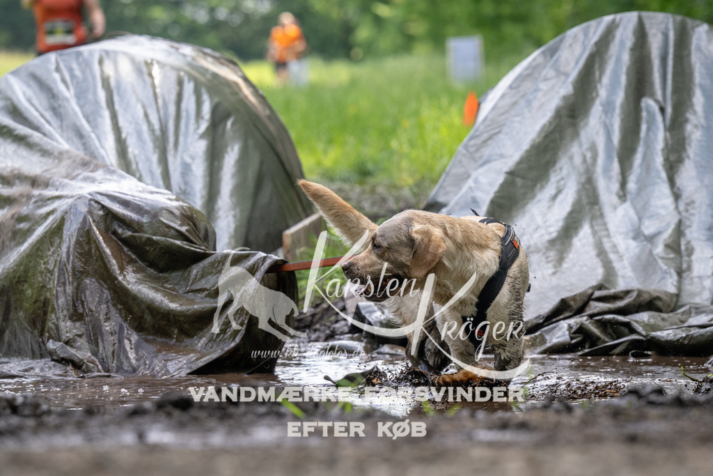 1211_ZZ91561 | kk-dogfotos