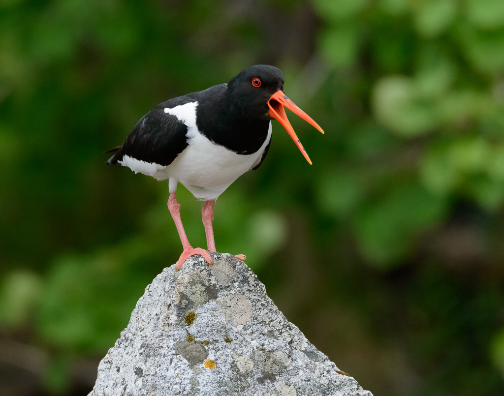 austernfischer-2017-337 | Austernfischer (Haematopus ostralegus) an der Felsküste des Storfjorden in Norwegen - Realisiert mit Pictrs.com