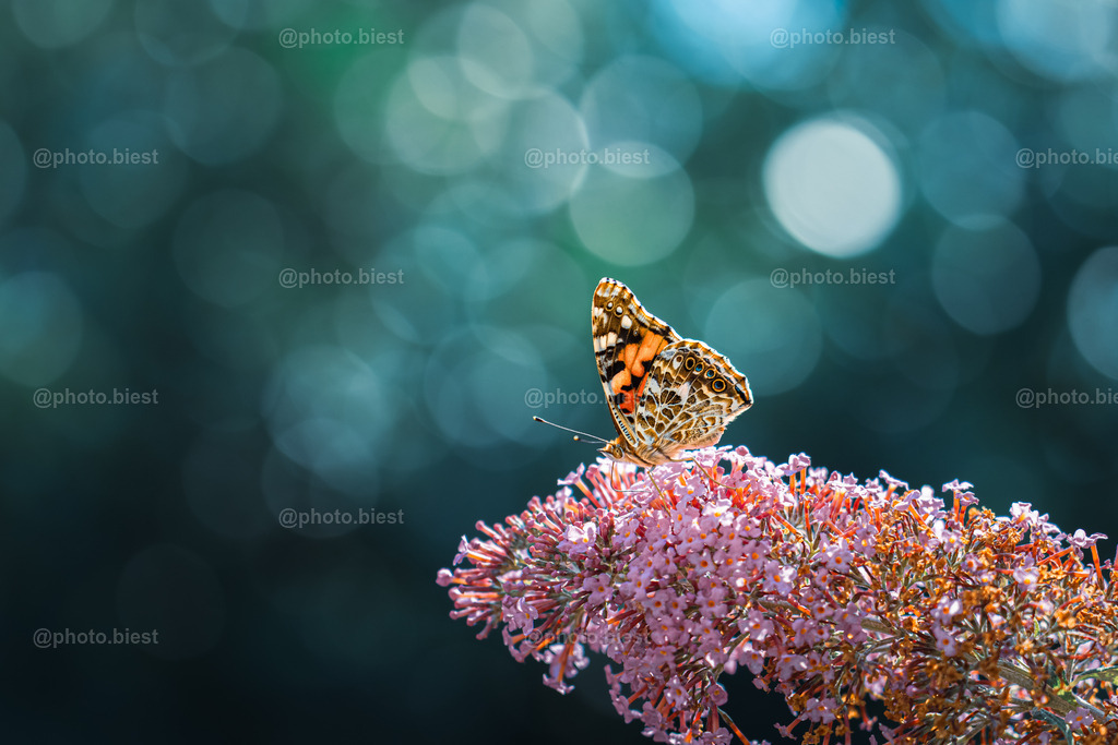 IMGC9431 | photobiest - Realisiert mit Pictrs.com