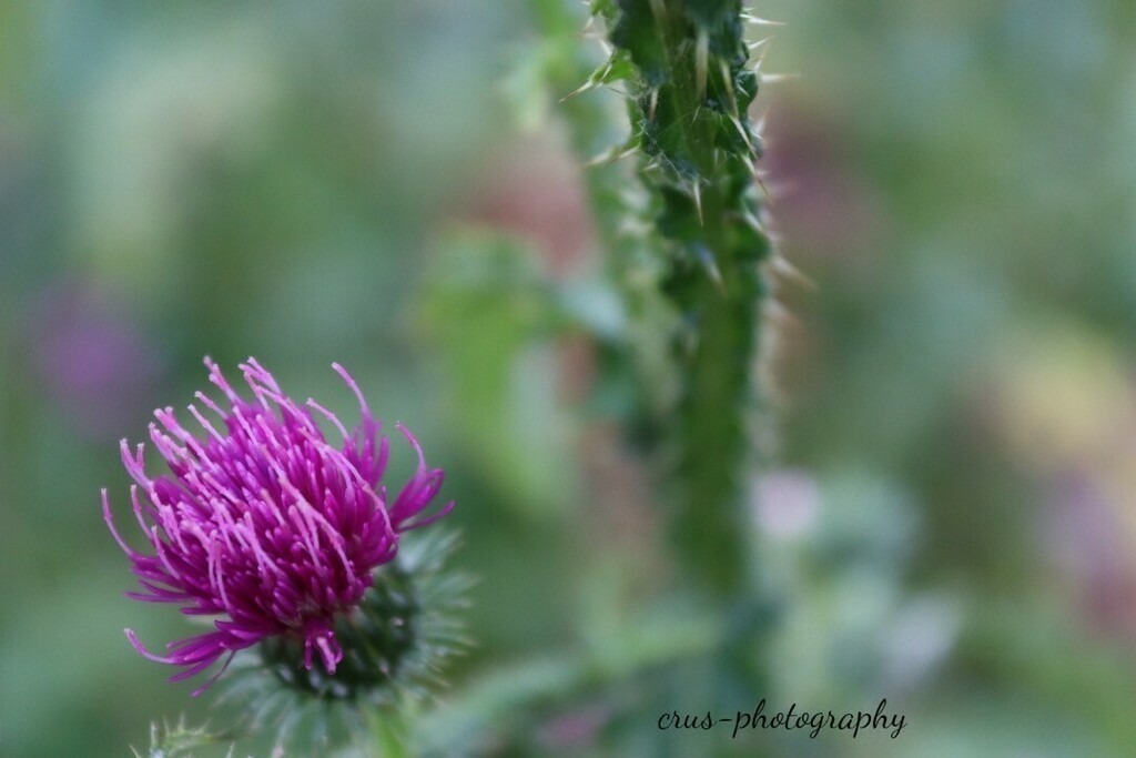 1694334444188 | crus-photography