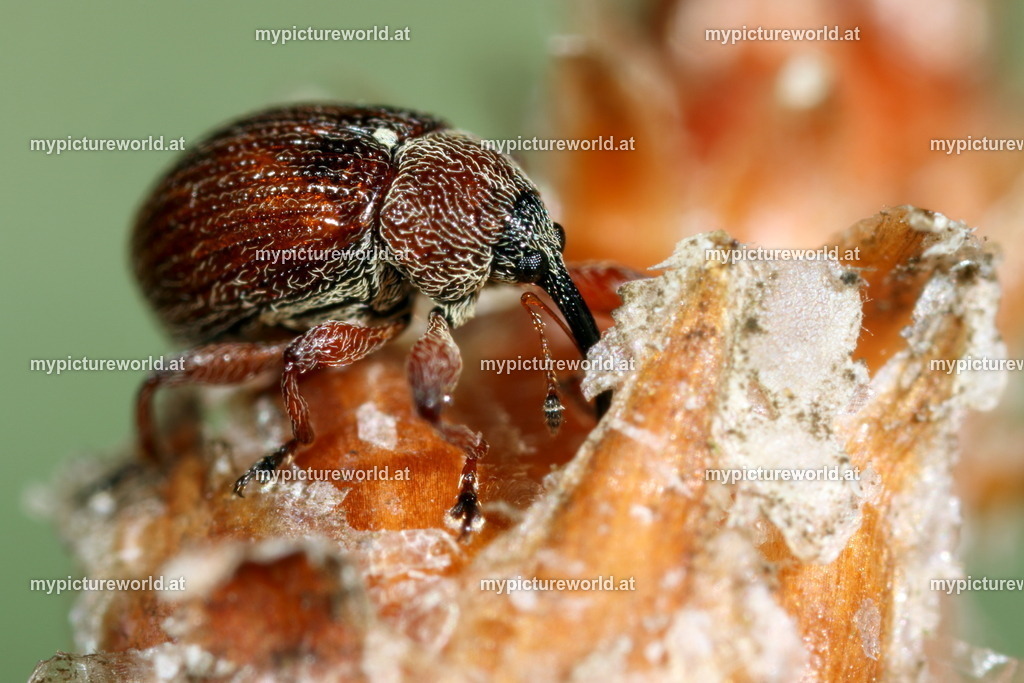 Anthonomus phyllocola-005 | Das Bilderarchiv über Tiere, Planzen und Landschaften. In der Bilddatenbank finden Sie ein große Auswahl an hochwertigen Bilder für Ihre Werbung - Realisiert mit Pictrs.com