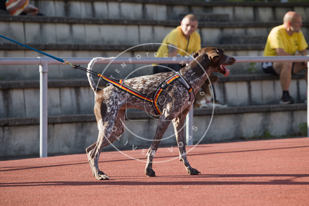 0L8A9796 | Hundefotografie, Tierfotograf, Pfotenfotografie, Fotoshooting Hund, Hunde Portrait, Hundesport, Hundeportraits, Heideshooting, Hunde, Sportfotograf, Hundefotograf, Turnierhundsport, THS,  - Realisiert mit Pictrs.com