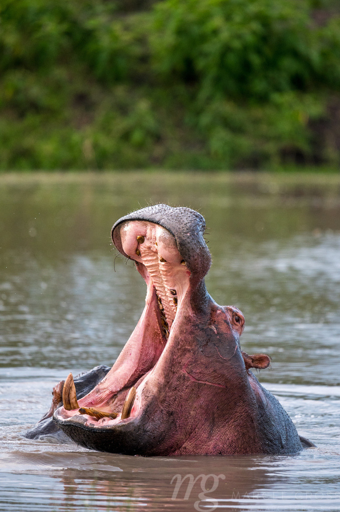 yawning hippo in Lake Mburo National Park | Die ideale Geschenkidee für Naturliebhaber. Naturbilder von Marcel Gross Photography für ihr Zuhause in den verschiedensten Formaten und Materialien. - Realisiert mit Pictrs.com