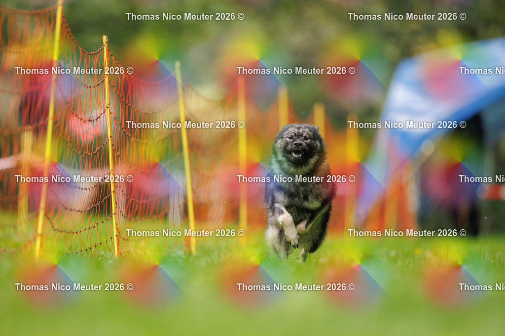 Thomas_Nico_Meuter(C)_13. September 2026_223A0451 | Bild von Thomas Nico Meuter - Realisiert mit Pictrs.com