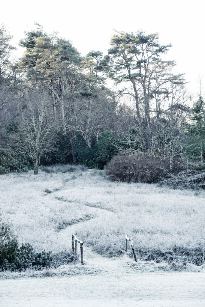 Frostiger Pfad | Ein gewundener Pfad schlängelt sich durch eine weite, von Raureif bedeckte Wiese und führt zu einem dichten Waldrand. Die Szenerie wird von hohen Nadelbaumen und kahlen Laubbaumen dominiert, die unter einem hellen Winterhimmel stehen. Im Vordergrund führt eine Brücke mit Holzgeländer über einen Graben. - Realisiert mit Pictrs.com