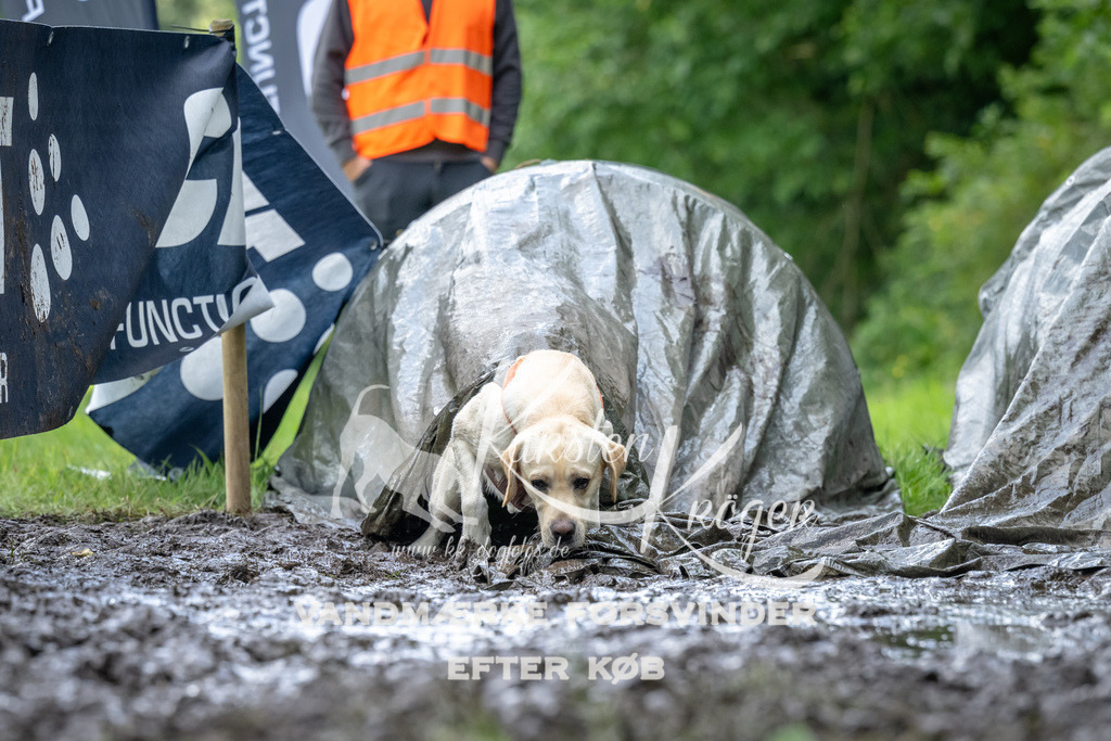 1138_ZZ93792 | kk-dogfotos