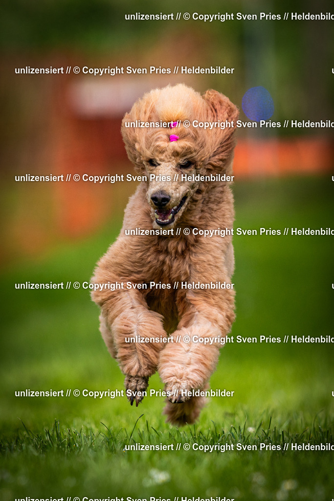 Sven Pries | 2025-04-13 - Hunderennen Baden-Baden - Realisiert mit Pictrs.com