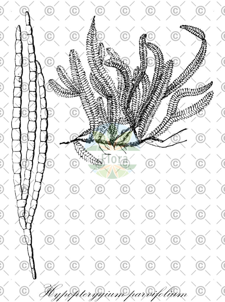 HistAbb_wfo-0000669128_1_ENZY_Simple | Historische Abbildung von Hypopterygium parvifolium - Hypopterygiaceae | Historical Illustration of Hypopterygium parvifolium - Hypopterygiaceae