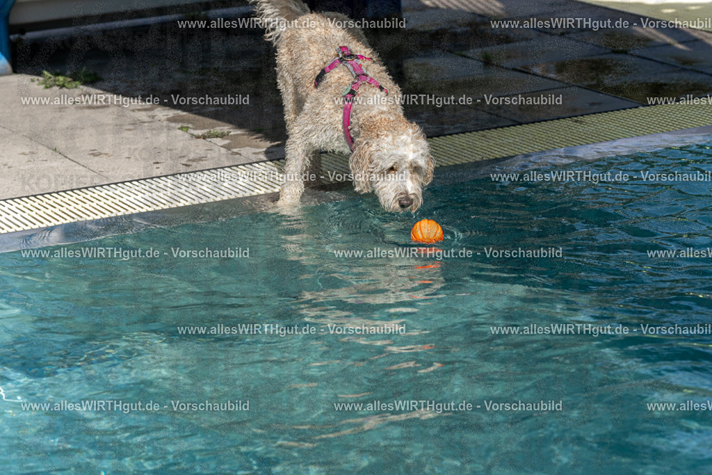 Hundeschwimmen_Volksbad_2026-allesWIRTHgut_Tierfotografie-2609061210-FAY06399 | Professionelle Tierfotografie in Mönchengladbach von Daniel Wirth (allesWIRTHgut). Liebevolle & natürliche Bilder von Hunden & Katzen für unvergessliche Erinnerungen.