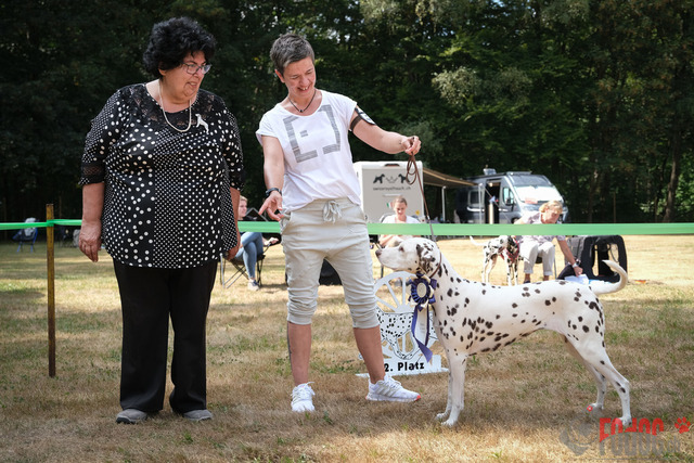 Dalmatiner DZGD CDF in Hilden | Dalmatiner, Regionalgruppenausstellung DZGD / CDF) in Hilden. Richterin Margrit Martegani.  in Hilden  04.09.2022 Foto: Leo Wyden