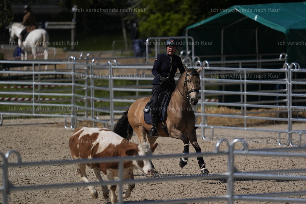 PI26_COW_Stoibphotography_DSC5298.JPG | working equitationturnier fotograf videograf stoibphotography marixx film working equitation deutschland reitsport turnierfotografie eventfotografie equestrian events