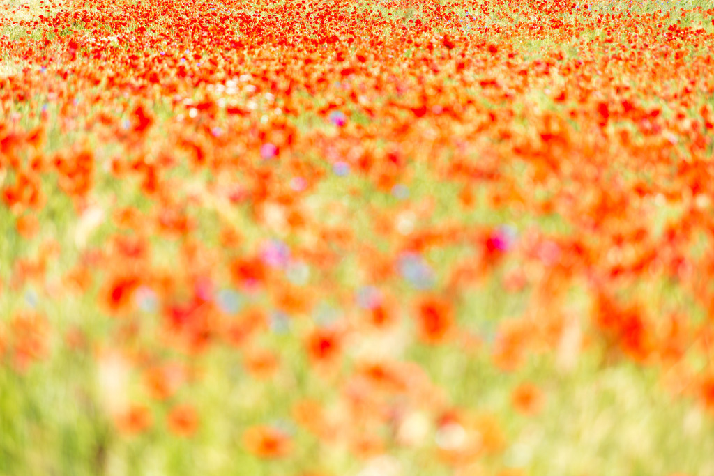 120x70cm_0HM_0867 | Holen Sie sich das Meer nach Hause. Exklusive maritime Fotokunst & preisgekrönte Motive von der Ostsee und den Dünen jetzt online entdecken.