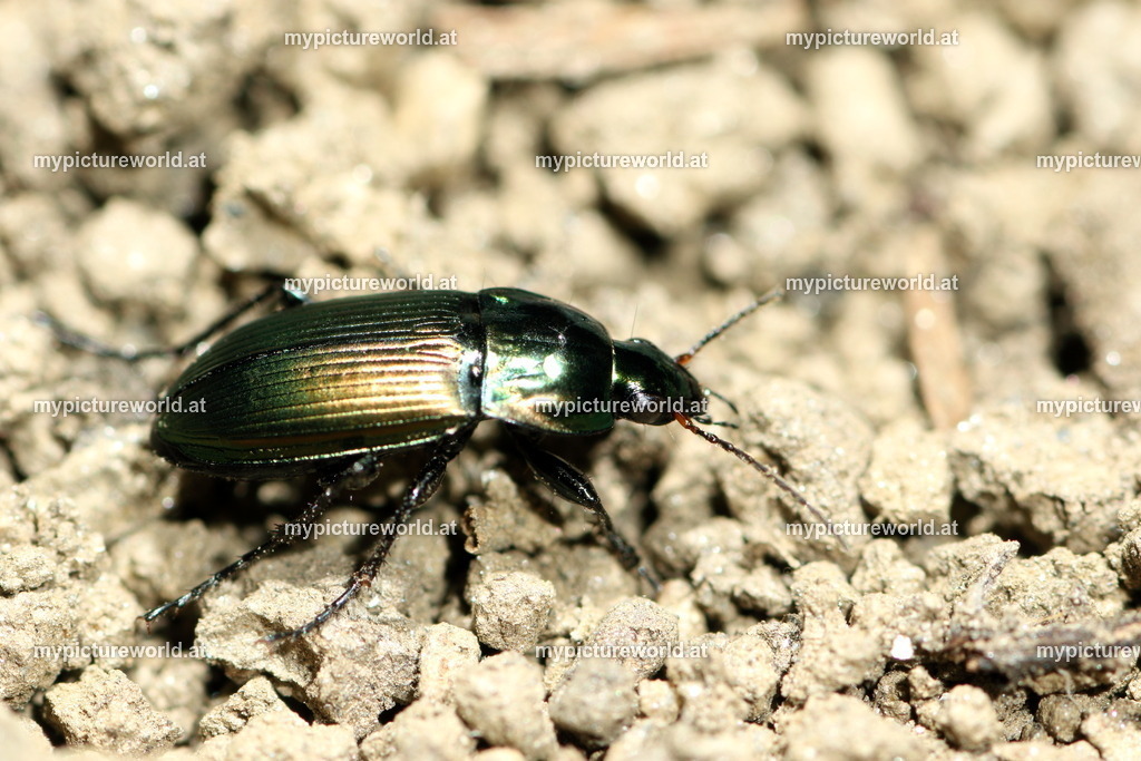 Poecilus versicolor-010 | Das Bilderarchiv über Tiere, Planzen und Landschaften. In der Bilddatenbank finden Sie ein große Auswahl an hochwertigen Bilder für Ihre Werbung - Realisiert mit Pictrs.com