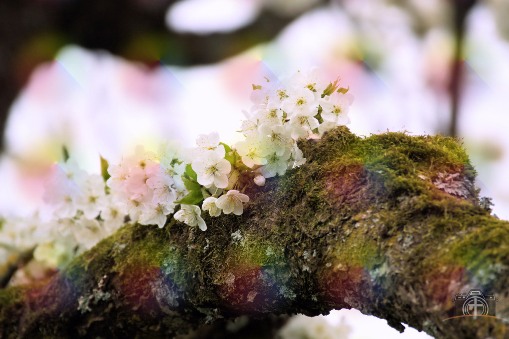 OB-Kirschblüte-0009 | Entdecken Sie eine vielfältige Auswahl individueller Fotos zum Kauf auf picturalux.de. Finden Sie hochwertige Bilder für Ihre Projekte, die Ihre Botschaft perfekt unterstreichen. Stöbern Sie jetzt und verleihen Sie Ihren Inhalten das gewisse Etwas! - Realisiert mit Pictrs.com