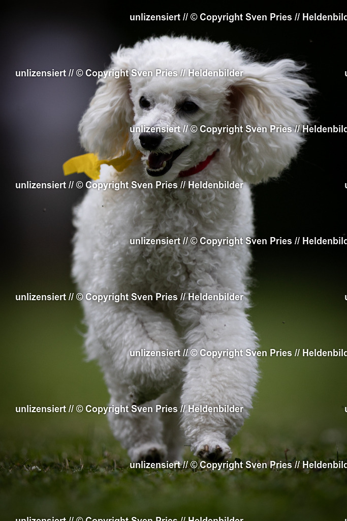 Sven Pries | 19. Allgemeines Hunderennen Karlsruhe Durlach - Realisiert mit Pictrs.com