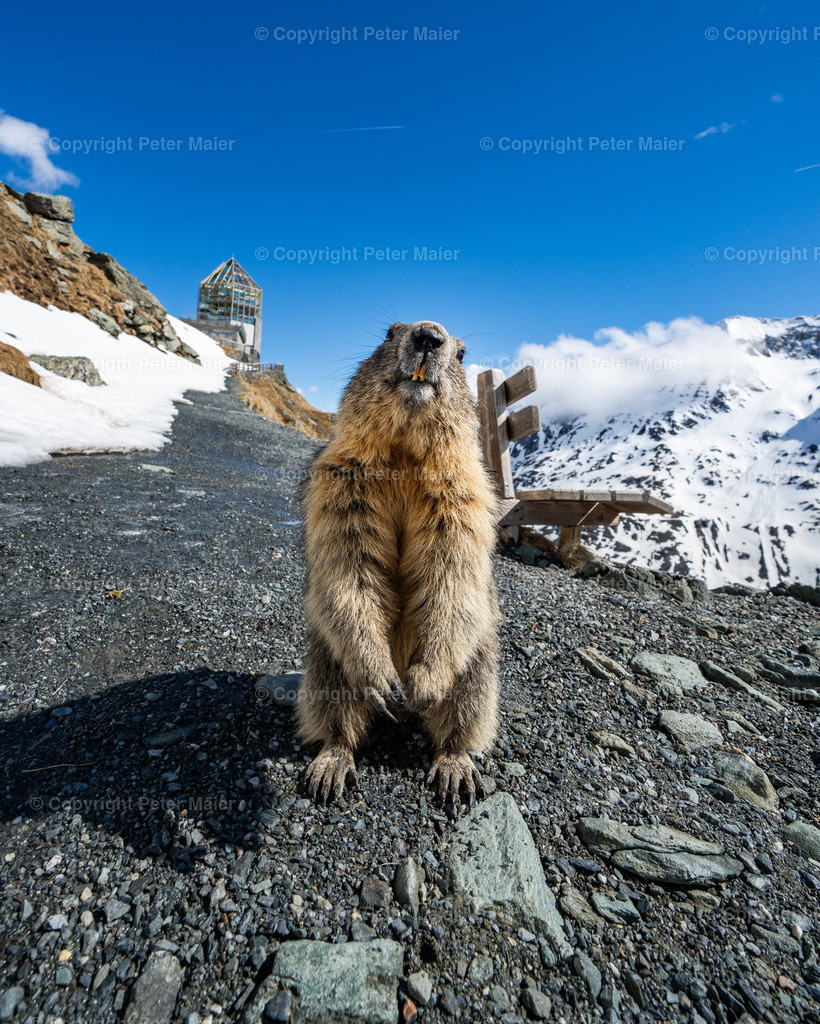 Grossglockner_Hochalpenstrasse_24_2-503 | piet_flosse
