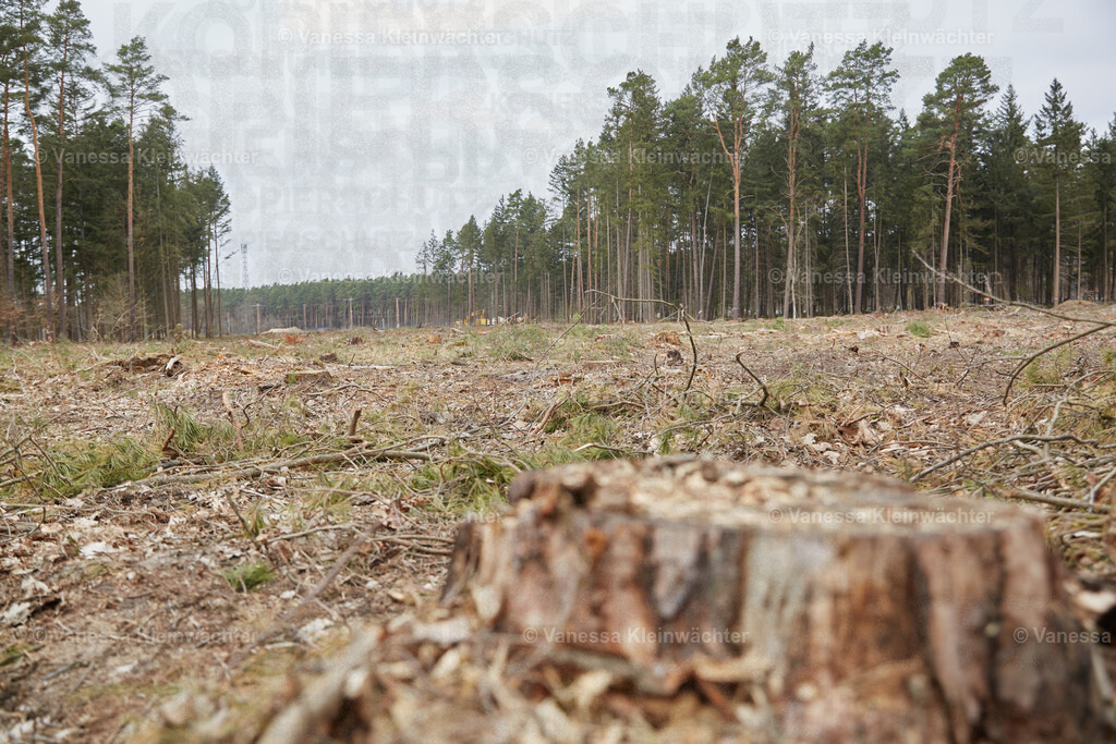 250412_TeslaWaldspaziergang_00024 | Vanessa Kleinwächter - Realisiert mit Pictrs.com