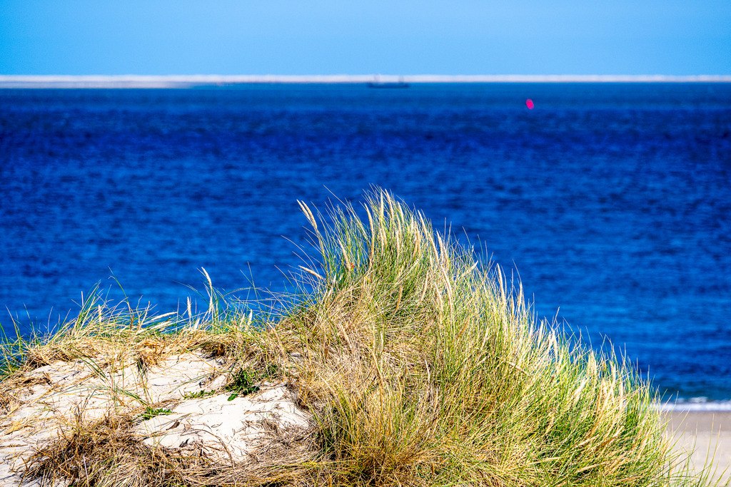 Dünengras an der Küste von Texel mit Blick auf das tiefblaue Nordseemeer und Sandbank | Blick über einen dicht bewachsenen Dünengras-Hügel auf das kräftig blaue Wasser der Nordsee vor der Insel Texel. Am Horizont ist eine helle Sandbank unter klarem Himmel zu erkennen. Die stimmungsvolle Naturaufnahme zeigt die charakteristische Küstenlandschaft der westfriesischen Inselwelt und eignet sich ideal für redaktionelle Beiträge zu den Themen Küstenschutz, Nordseetourismus, Natur- und Umweltschutz, Sommerurlaub sowie Landschaftsfotografie in den Niederlanden. - Realisiert mit Pictrs.com