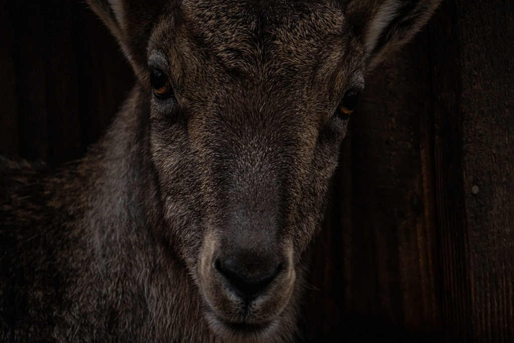 DSC04001 | <meta name="keywords" content="Bergbilder, Hochzeitsfotografie, Actionshootings, Fotografiearbeiten, Berglandschaften, Naturfotografie">

 - Realisiert mit Pictrs.com