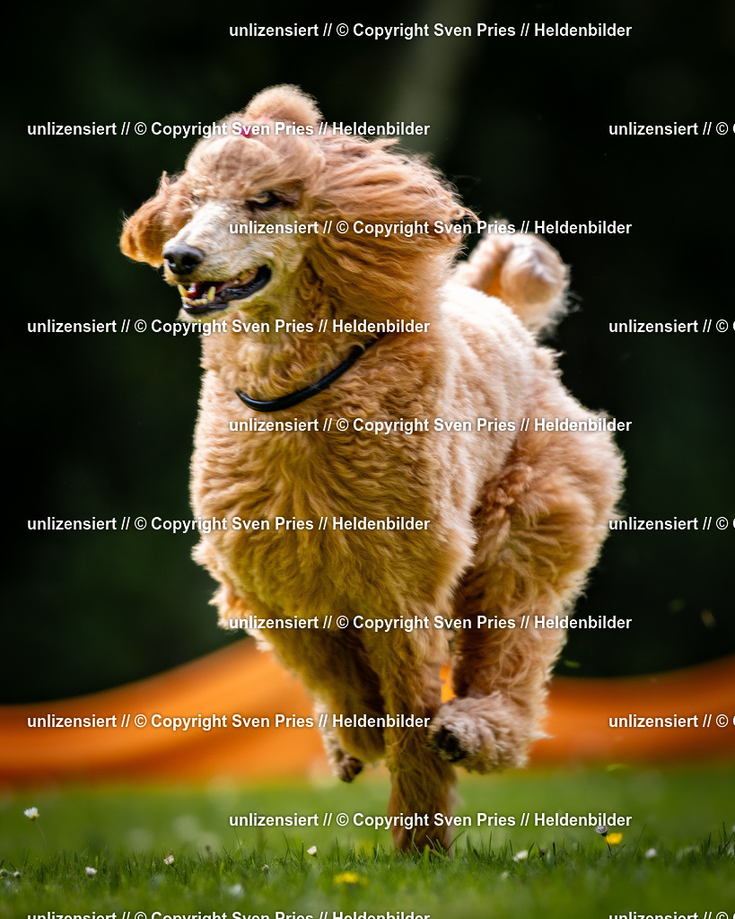 Sven Pries | 2026-05-14 - Hunderennen KA Durlach Vatertag 2026 - Realisiert mit Pictrs.com