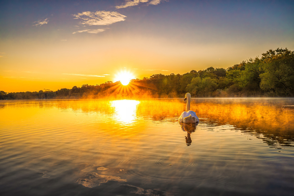 Anmutig gleitet ein Schwan dem warmen Licht des Sonnenaufgangs entgegen, Max-Eyth-See bei Stuttgart | Das Bild zeigt einen Höckerschwan (Cygnus olor), der im warmen Licht eines Sonnenaufgangs über den Max-Eyth-See bei Stuttgart gleitet.Das Tier hat ein rein weißes Gefieder und einen orangefarbenen Schnabel.Besonderheit: An der Basis des Schnabels befindet sich ein schwarzer Höcker, der für diese Art typisch ist.Verhalten: Schwäne gleiten oft langsam und anmutig über flache Seen, Teiche oder langsame Flüsse. - Realisiert mit Pictrs.com